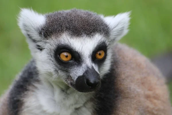 Közelkép Egy Gyűrűsfarkú Makiról Lemur Catta — Stock Fotó