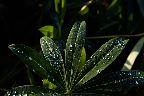 Beautiful Closeup Wet Plant Leaves Garden — Stock Photo, Image