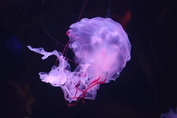 Крупный План Медузы — стоковое фото