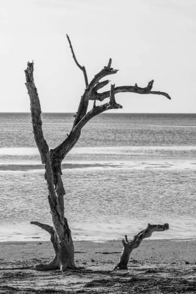 一种生长在Driftwood海滩沙滩上的无叶树的垂直 灰度的 — 图库照片