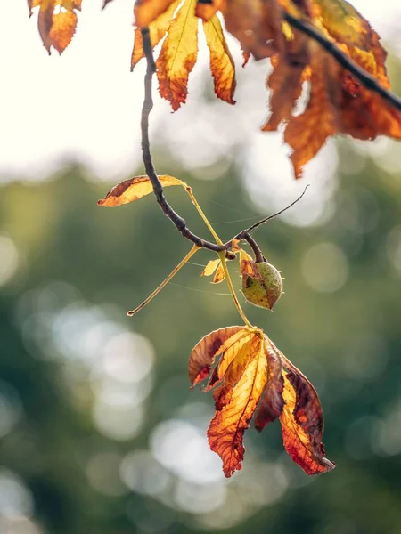 Крупный План Осенних Листьев Ветке Дерева — стоковое фото