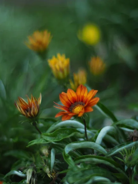 Μια Κάθετη Λήψη Από Λουλούδια Θησαυρού Που Ανθίζουν Στον Κήπο — Φωτογραφία Αρχείου