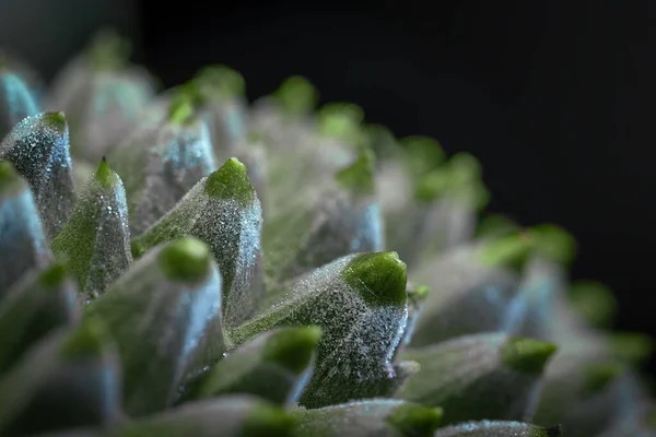 과겹쳐진 식물의 클로즈업 — 스톡 사진