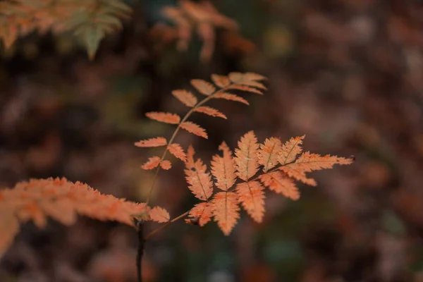 Zbliżenie Czerwonych Liści Jesienią — Zdjęcie stockowe