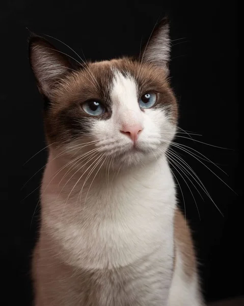 어두운 배경을 고양이의 아름다운 — 스톡 사진