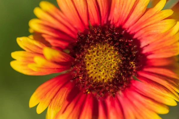 Closeup Shot Gaillardia Flower Bloom Blur Background — Stock Photo, Image