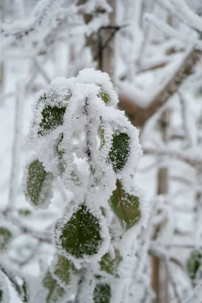 在模糊的背景上 一张被雪覆盖的绿叶的垂直特写照片 — 图库照片