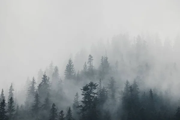 Sisli Bir Günde Koyu Yeşil Ormanın Havadan Görünüşü Kasvetli Gizemli — Stok fotoğraf