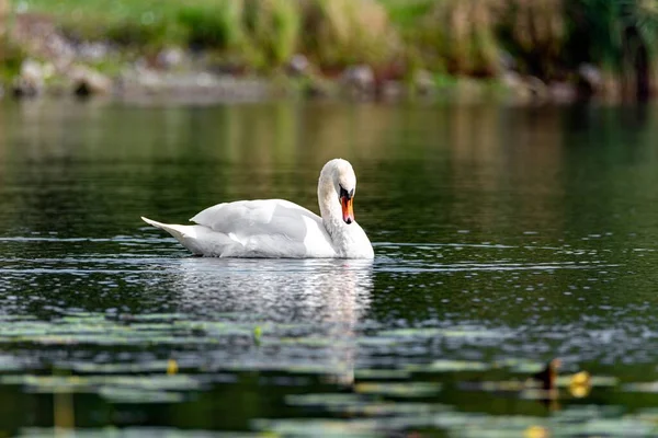 一只美丽的天鹅在池塘里游泳 — 图库照片