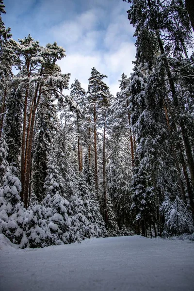 Paisaje Invernal Mágico Bosque Sueco Con Largo Camino Cubierto Nieve —  Fotos de Stock