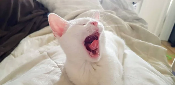 Περίεργη Λευκή Γατούλα Χάο Μάνι Γάτα Ετεροχρωμία — Φωτογραφία Αρχείου