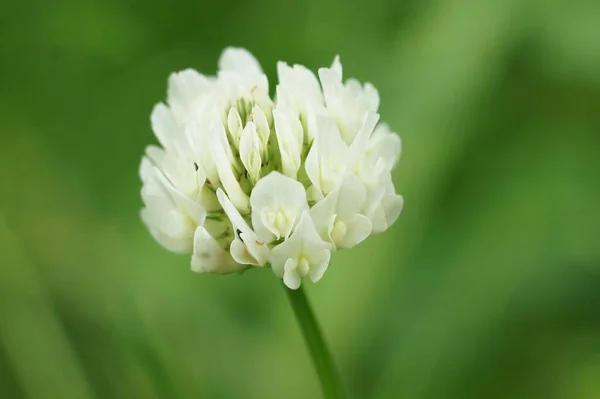 Zbliżenie Trifolium Repens Biała Koniczyna Pojedynczy Kruchy Biały Kwiat — Zdjęcie stockowe