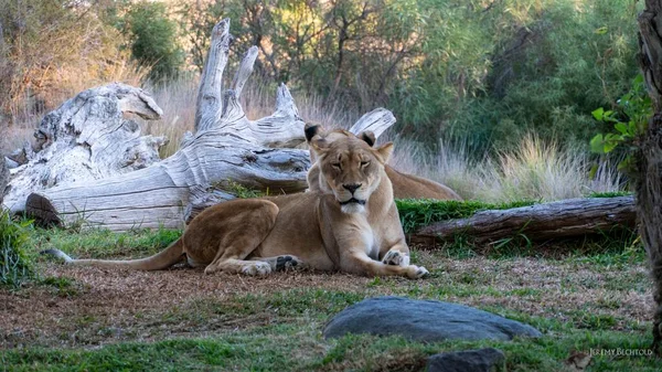 野生に横たわるアジアのライオン — ストック写真