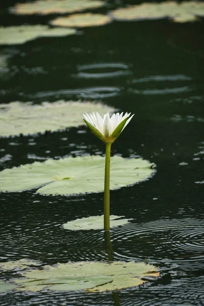 Closeup Water Lily Raising High Pond — Stock Photo, Image