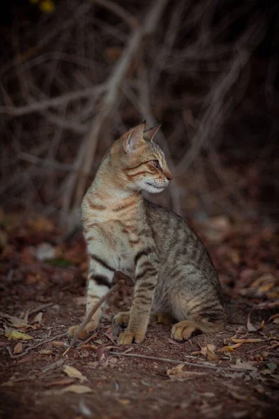 Een Gestreepte Kat Met Wazige Achtergrond — Stockfoto