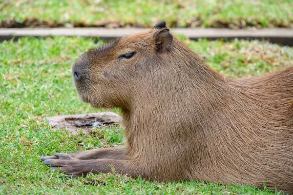 Capybara Χαλαρώνοντας Στο Γρασίδι Ένα Ζωολογικό Κήπο Στο Σίδνεϊ Αυστραλία — Φωτογραφία Αρχείου