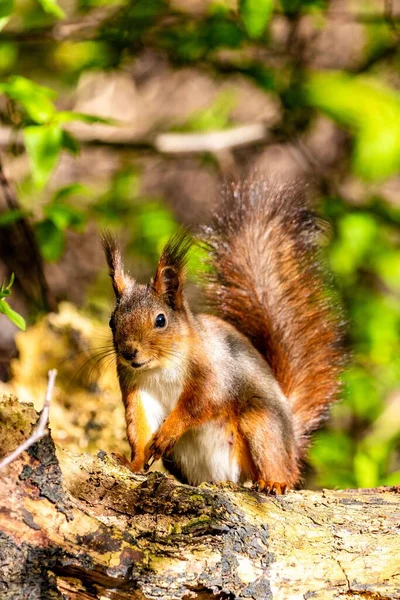 Vertical Closeup Shot Squirrel Found Roaming Wilderness — Stock Photo, Image