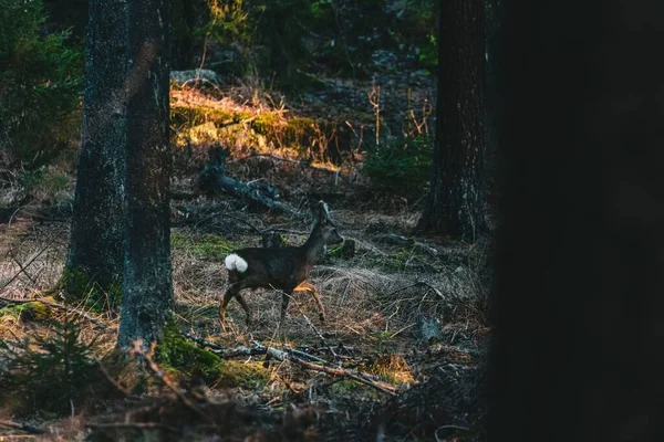 スウェーデンの森を歩く幹の後ろから捕獲された鹿の眺め — ストック写真