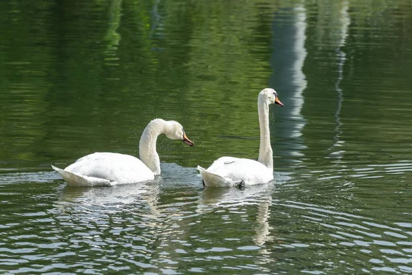 Крупный План Немых Лебедей Купающихся Озере — стоковое фото