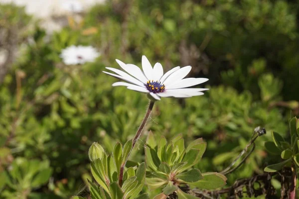 Eine Nahaufnahme Einer Weißen Gänseblümchenblume Einem Garten Einem Hellen Sonnigen — Stockfoto
