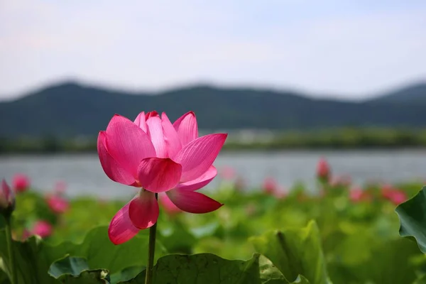 Shallow Focus Pink Lotus Flower Shoreline Lake Mountains Background — Stock Photo, Image