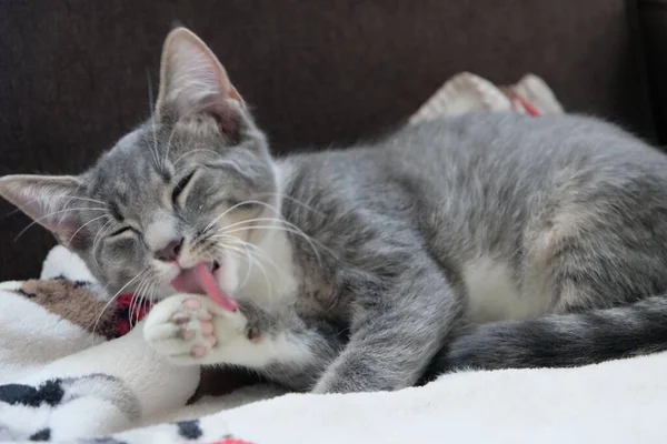 灰色の猫の掃除自体の閉鎖 — ストック写真