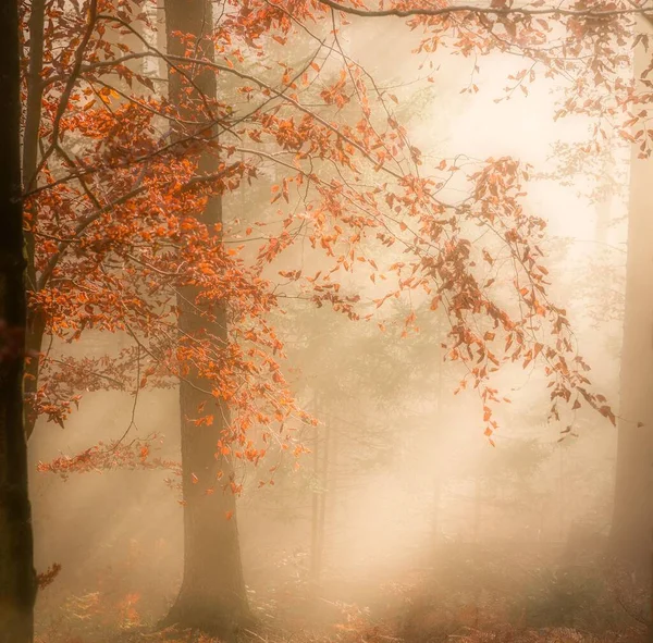 Malownicze Ujęcie Drzew Mglistym Lesie Dające Niebiański Efekt — Zdjęcie stockowe