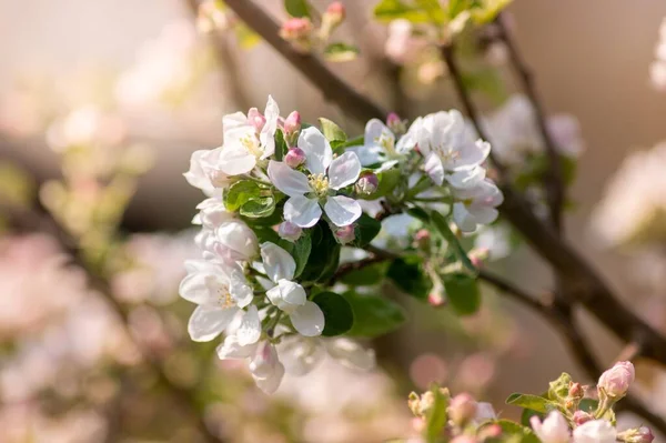 Tiro Foco Seletivo Belas Flores Brancas Rosa Uma Árvore — Fotografia de Stock