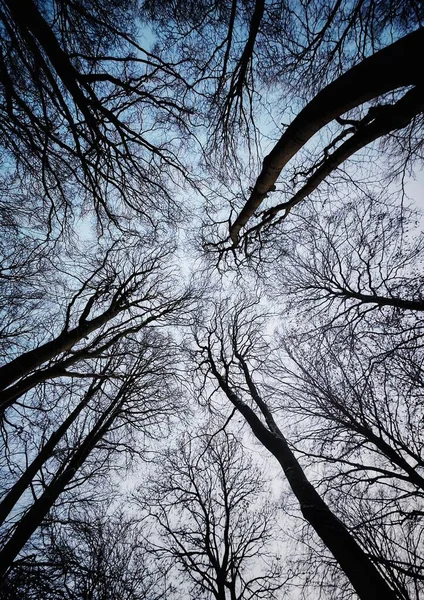 Eine Vertikale Aufnahme Von Blattlosen Baumkronen — Stockfoto