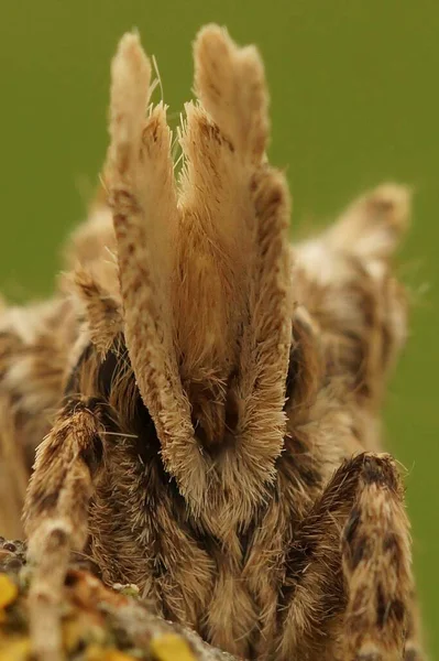 Detailed Extreme Vertical Closeup Alien Looking Head Puss Owlet Moth — Stock Photo, Image