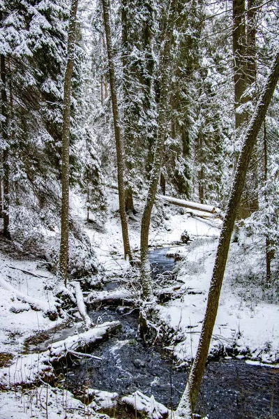 Tiro Vertical Rio Que Corre Dentro Uma Floresta Coberta Neve — Fotografia de Stock