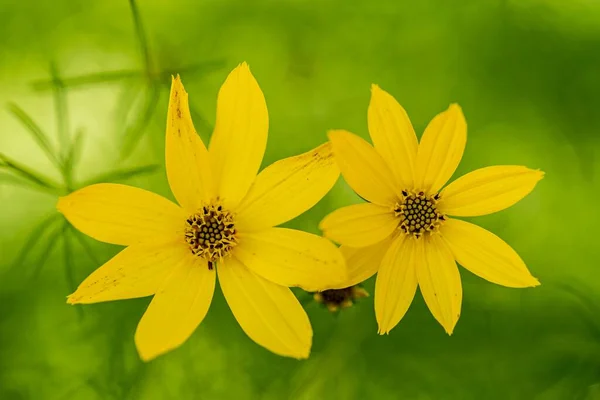 在朦胧的绿色背景下 一束绽放着的黄色花朵的特写 — 图库照片