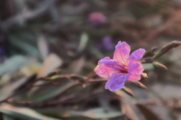 Eine Nahaufnahme Von Rosa Blume Auf Einem Zweig Auf Verschwommenem — Stockfoto