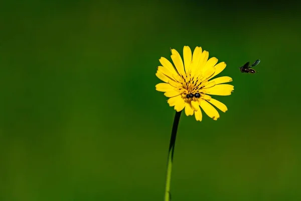 Tiro Foco Raso Insetos Voando Sobre Uma Flor Amarela Ixeris — Fotografia de Stock