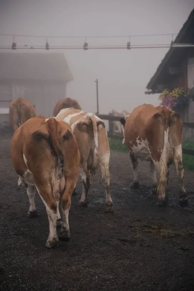 Tiro Vertical Belas Vacas Fazenda Áustria — Fotografia de Stock
