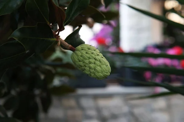 Primer Plano Fruto Magnolia Forma Cono Sobre Fondo Borroso — Foto de Stock