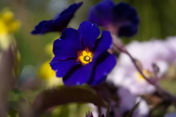 Ein Schöner Blick Auf Eine Blaue Primel Garten — Stockfoto