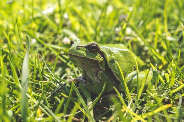 Closeup Green European Tree Frog Green Grass — Stock Photo, Image