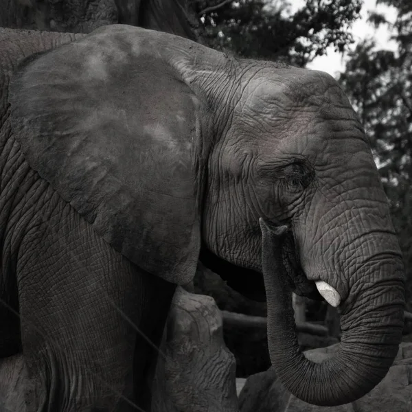 A closeup of elephant standing near tree