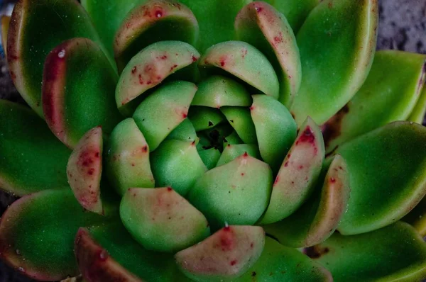 Een Closeup Van Een Echeveria Pulidonis Plant — Stockfoto
