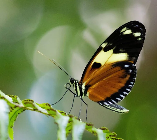 Gros Plan Papillon Mécanite Sur Une Plante — Photo