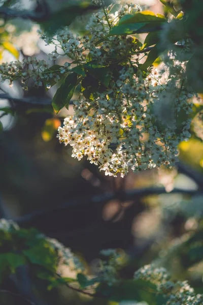 Vertikální Záběr Bílého Třešňového Květu Rozmazaném Pozadí — Stock fotografie