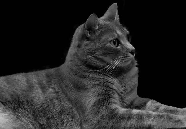 Grayscale Shot Tabby Cat Laying Isolated Black Background — Stock Photo, Image