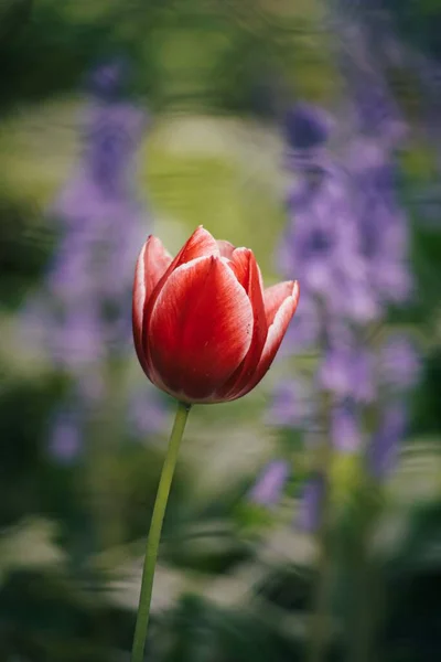 Вертикальный Снимок Красного Тюльпана — стоковое фото