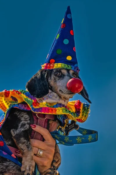 ジェファーソンシティの野良犬のカスタムコンテストのピエロの格好をしたダックスフントのクローズアップ — ストック写真