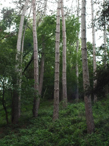 晴れた日の美しい森の垂直ショット — ストック写真