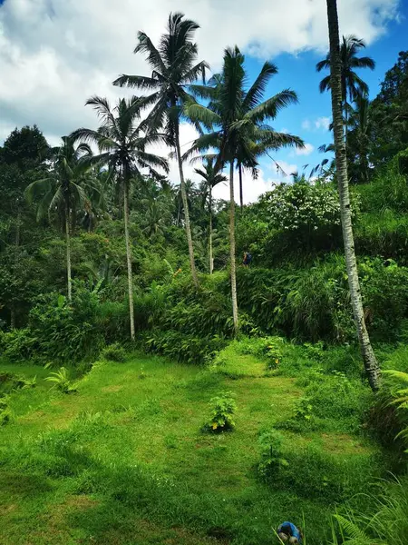 在阳光灿烂的日子里热带森林里一片美丽的绿地的垂直拍 — 图库照片