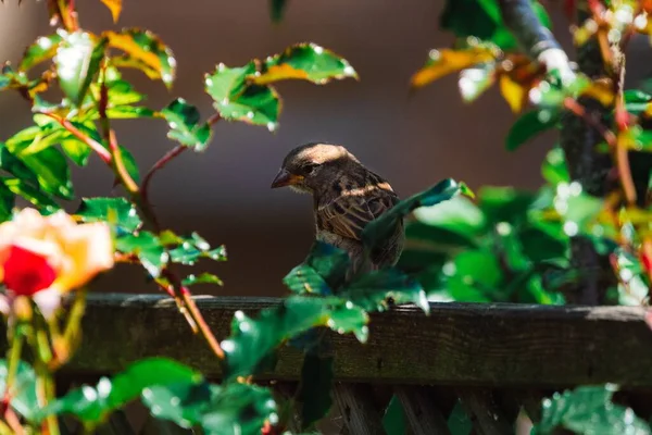 麻雀的特写镜头 栖息在绿树成荫的栏杆上 — 图库照片