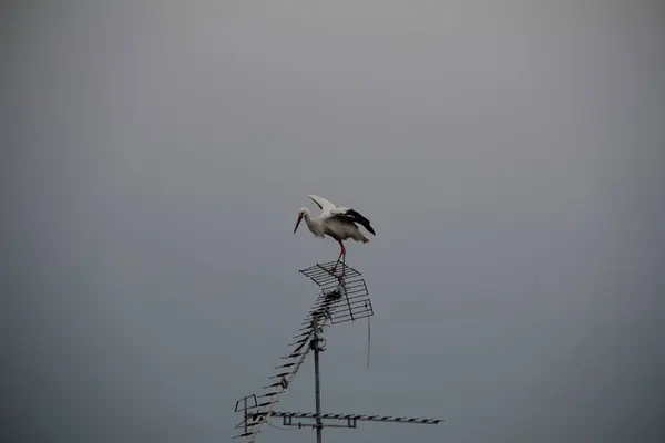 Une Cigogne Perchée Sur Une Antenne Contre Ciel Nuageux — Photo
