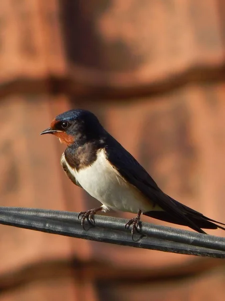 Vertical Shot Barn Swallow Perched Wires — Stock Photo, Image